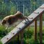 Hund springer ner från Agility A-frame Ramp utomhus.