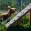 Hund hoppar ner från Agility A-frame Ramp.