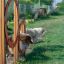 Hundar hoppar genom hinder i Agility Double Hoop Jump på en lummig bana.