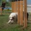 Hund navigerar genom Agility Weave Poles.