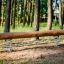 Balansstock Natur i skogen