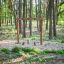 Lianställning Natur i skogsmiljö med trägungor