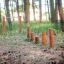 Stolphopp Natur (5 st) placerad i en skogsmiljö.
